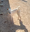 adoptable Dog in  named Friday