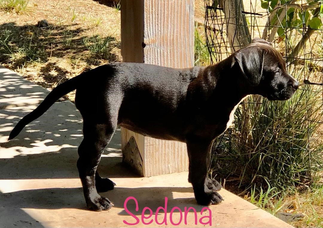 adoptable Dog in Golden Valley, AZ named Sedona