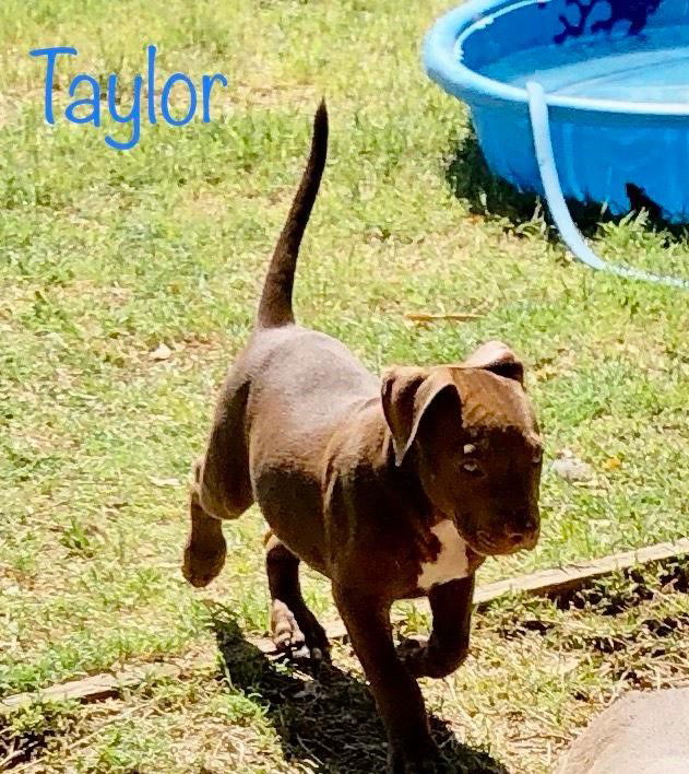 adoptable Dog in Golden Valley, AZ named Taylor