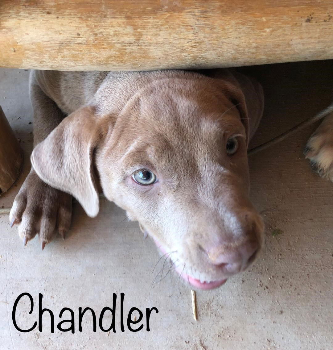 adoptable Dog in Golden Valley, AZ named Chandler