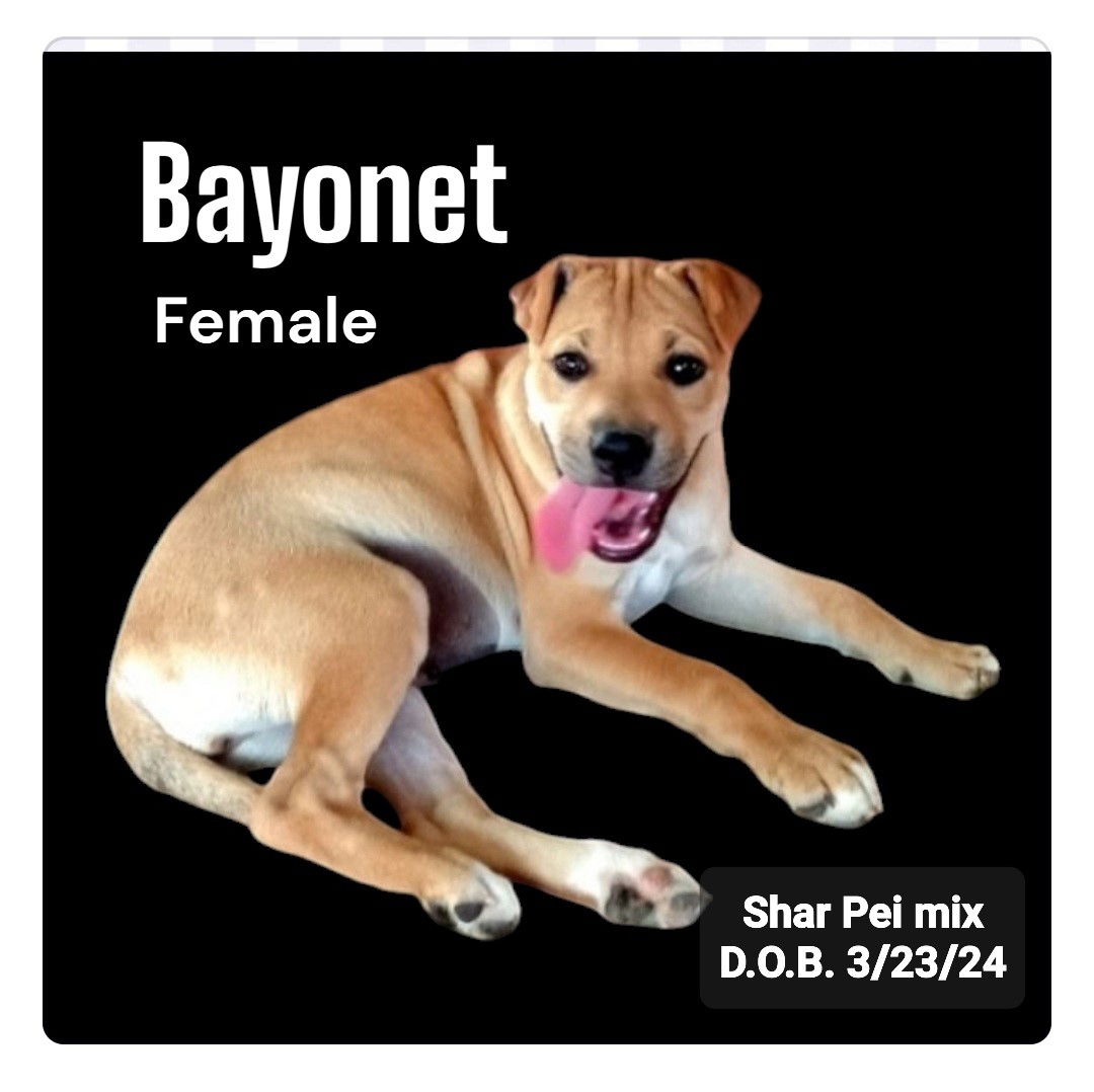 adoptable Dog in Golden Valley, AZ named Bayonet