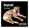 adoptable Dog in  named Bayonet