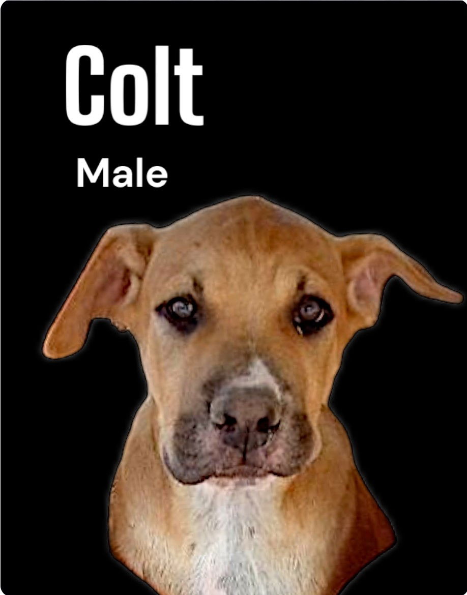 adoptable Dog in Golden Valley, AZ named Colt