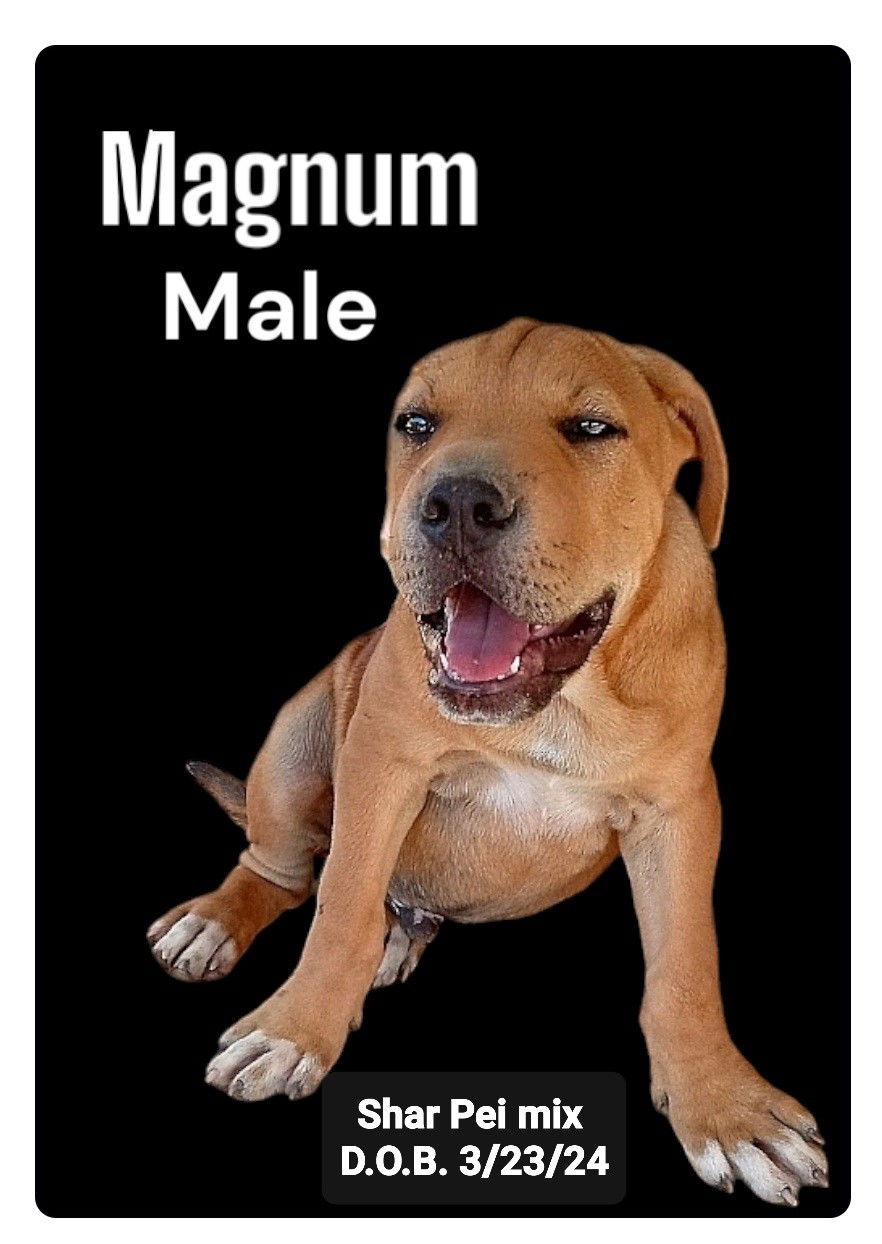 adoptable Dog in Golden Valley, AZ named Magnum