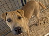 adoptable Dog in , AZ named Magnum