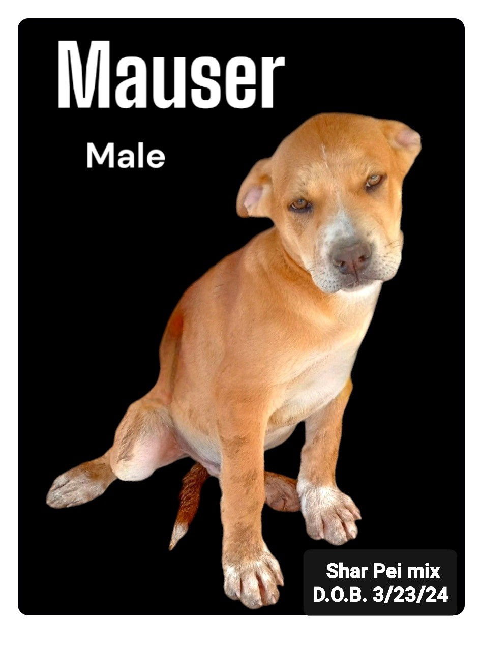 adoptable Dog in Golden Valley, AZ named Mauser