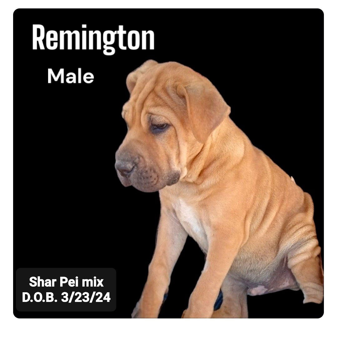 adoptable Dog in Golden Valley, AZ named Remington