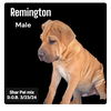 adoptable Dog in  named Remington