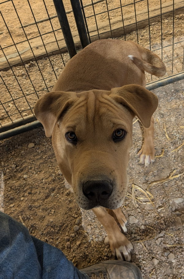 Remington