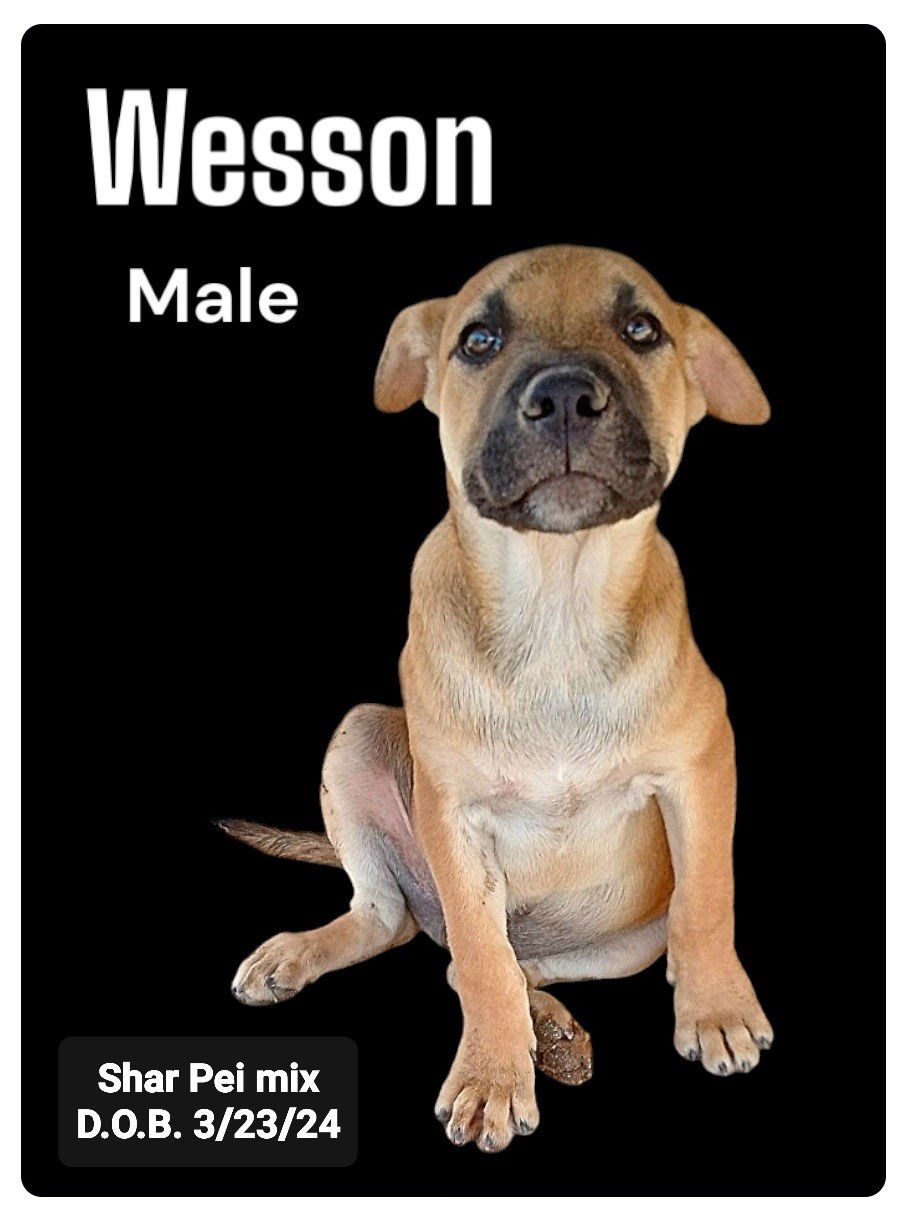 adoptable Dog in Golden Valley, AZ named Wesson