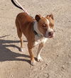 adoptable Dog in  named Porter