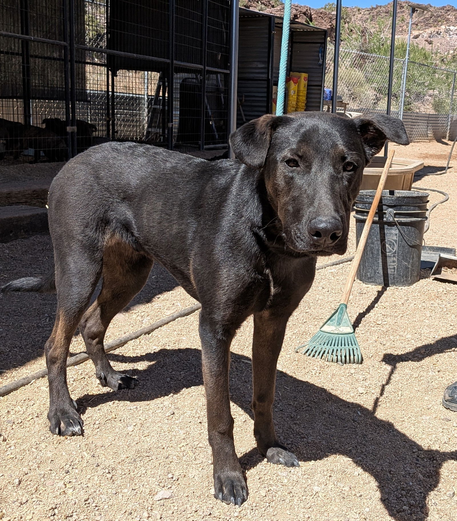 adoptable Dog in Golden Valley, AZ named Maximus