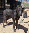 adoptable Dog in  named Maximus