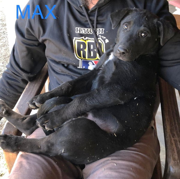 Maximus
