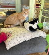 adoptable Cat in  named Remo