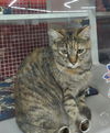 adoptable Cat in  named Krisha