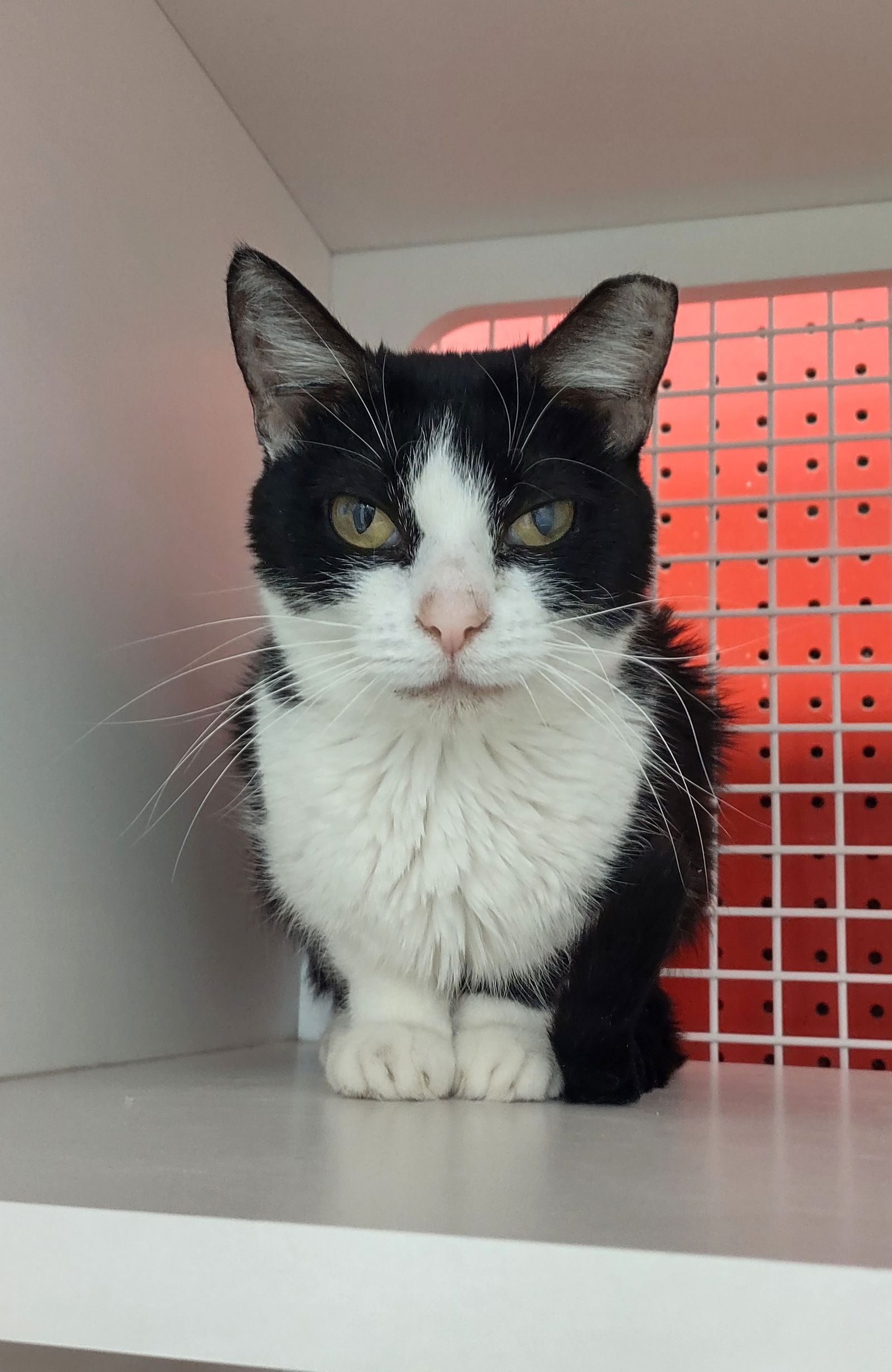 adoptable Cat in Golden Valley, AZ named Sylvey