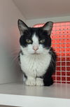 adoptable Cat in  named Sylvey