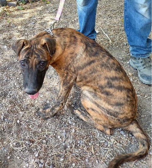 FARGO - Belgian Shepherd Malinois available for adoption