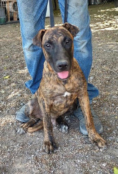 KAIZER - Belgian Shepherd Malinois available for adoption