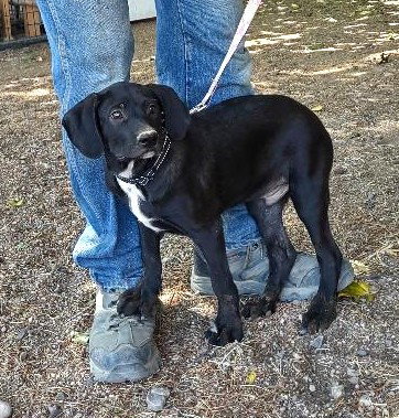 CONWAY - Labrador Retriever available for adoption