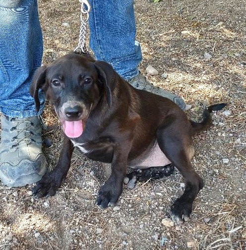SALEM - Labrador Retriever available for adoption