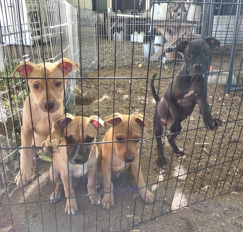 LINUS, AXLE - Labrador Retriever / American Staffordshire Terrier available for adoption