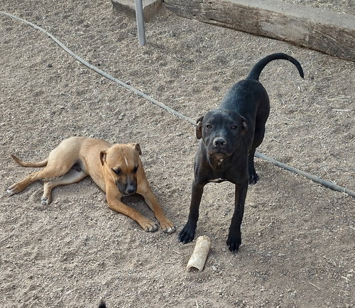 picture of the dog needing adoption