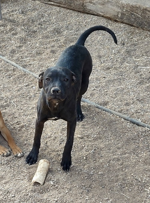 picture of the dog needing adoption