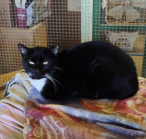 picture of the cat needing adoption