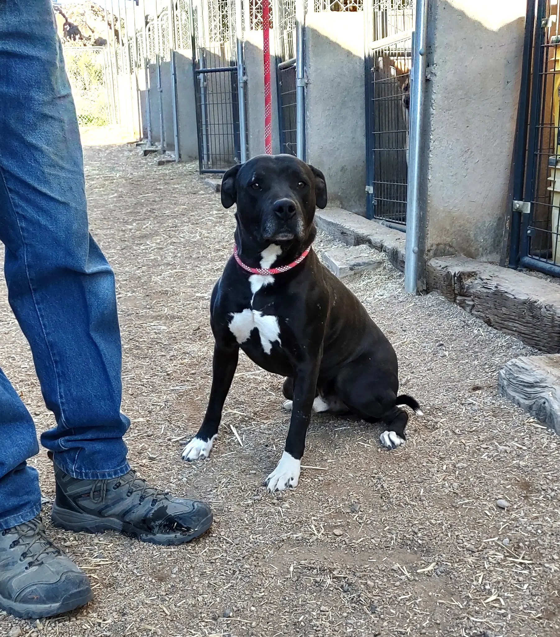 Konan - American Staffordshire Terrier