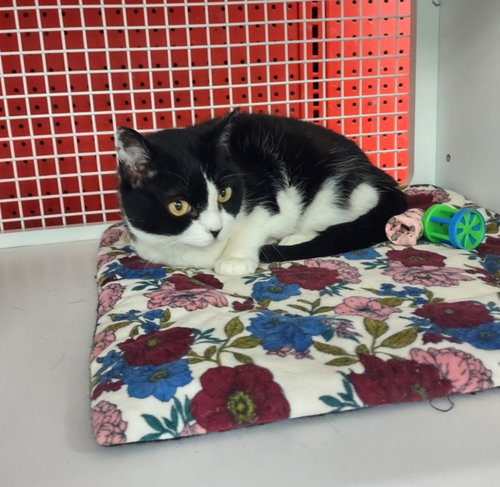 Kaiden, an adoptable Domestic Medium Hair in Golden Valley, AZ