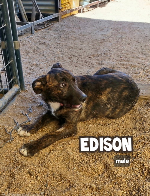 Edison, an adoptable Catahoula Leopard Dog in Golden Valley, AZ