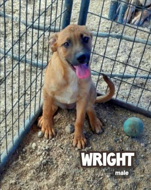 Wright, an adoptable Catahoula Leopard Dog in Golden Valley, AZ
