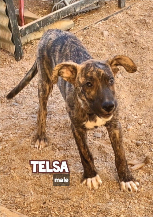 Tesla, an adoptable Catahoula Leopard Dog in Golden Valley, AZ