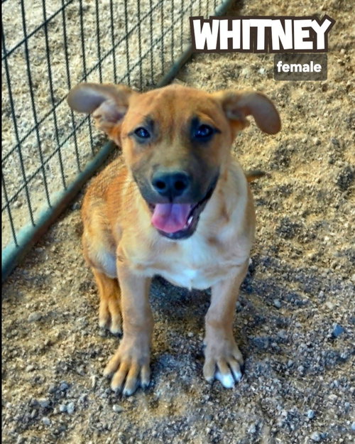 Whitney, an adoptable Catahoula Leopard Dog in Golden Valley, AZ