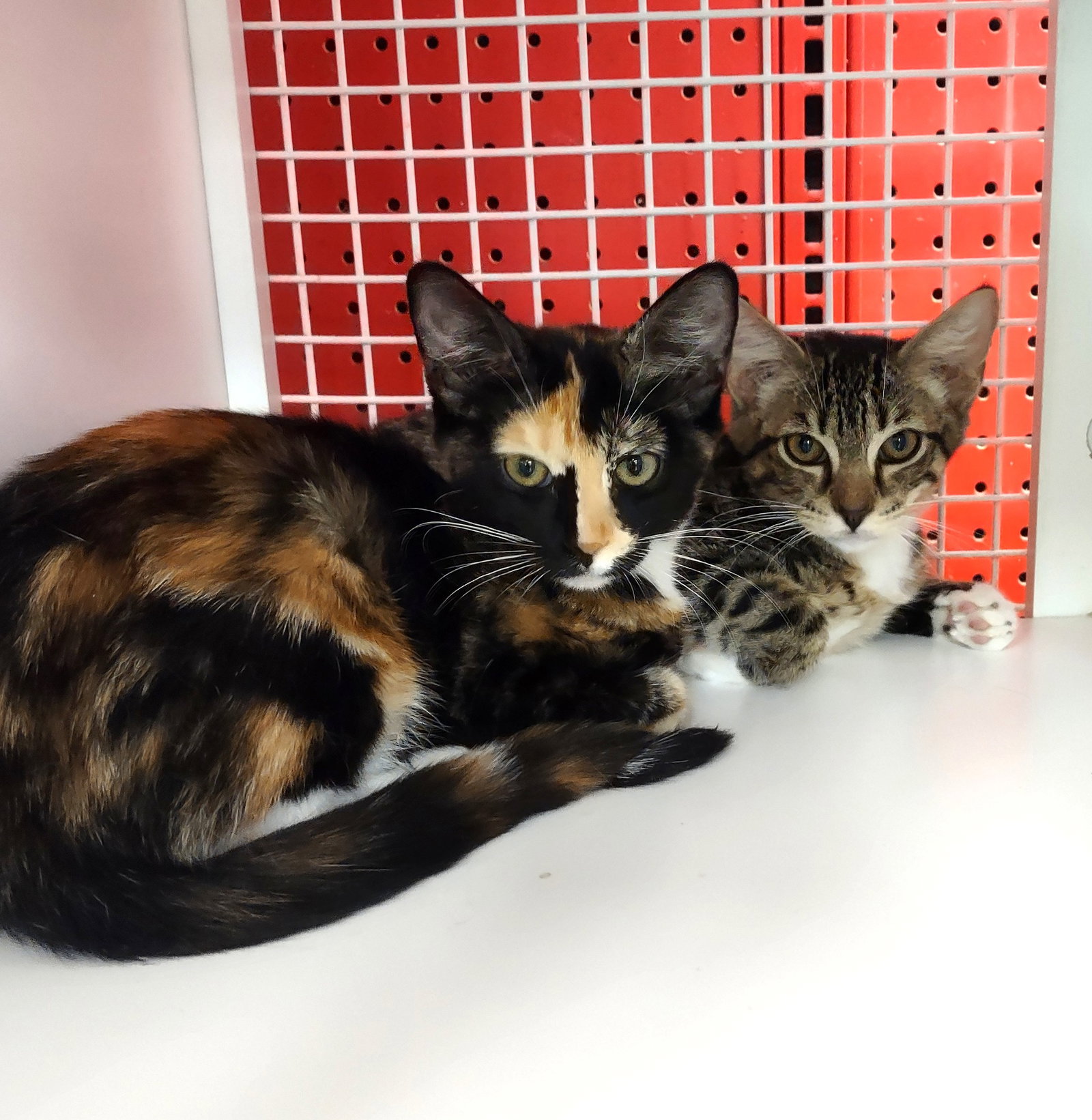 Ryan & Essie, Calico