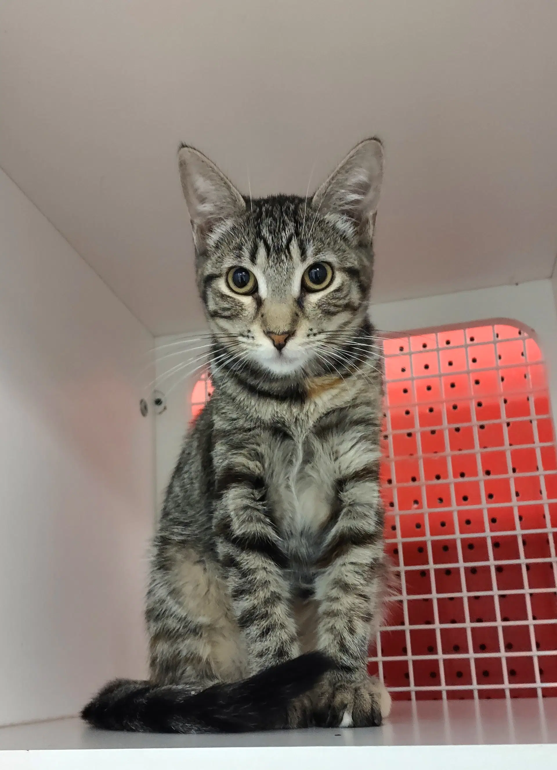 Lizeth - Tabby
