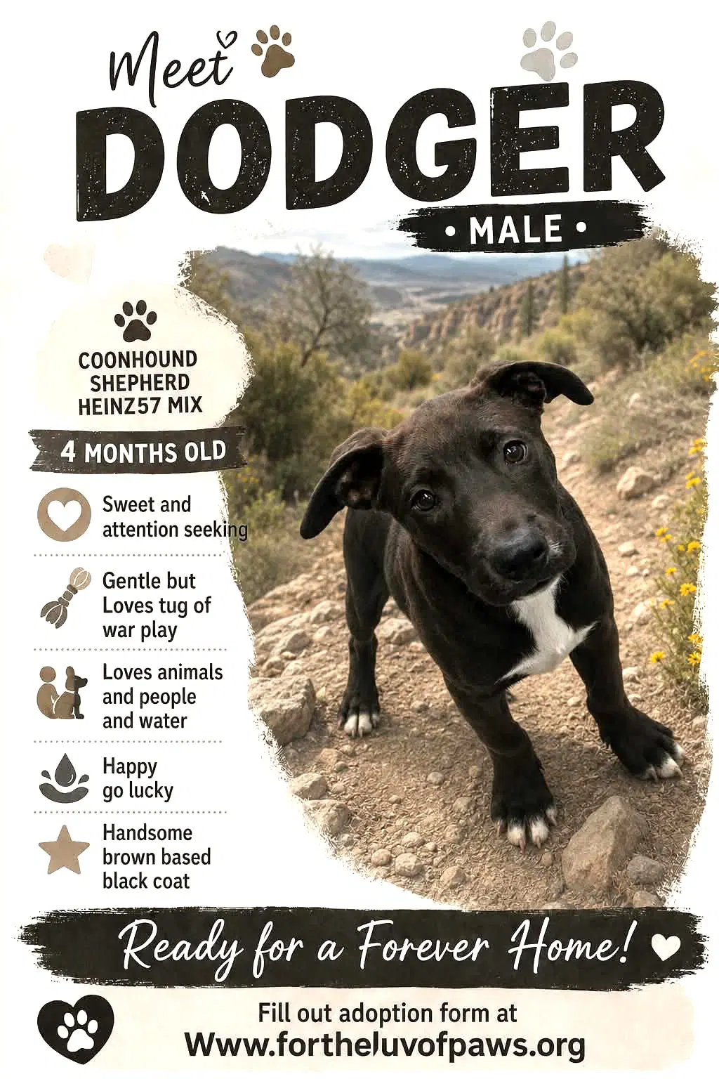 Dodger - Coonhound