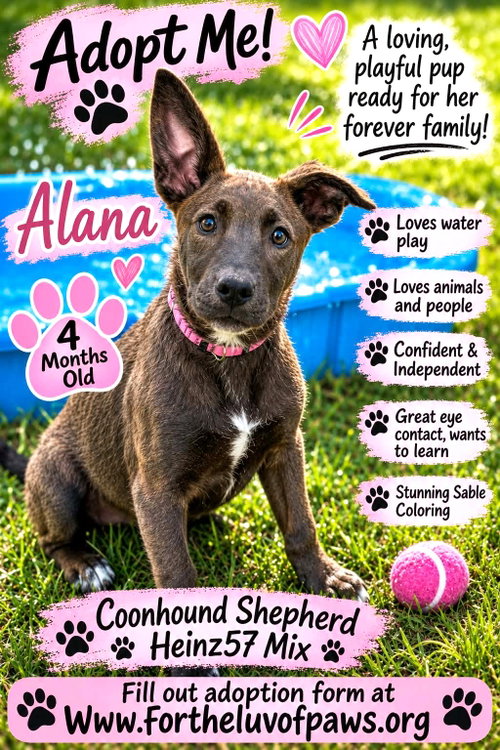 picture of the dog needing adoption