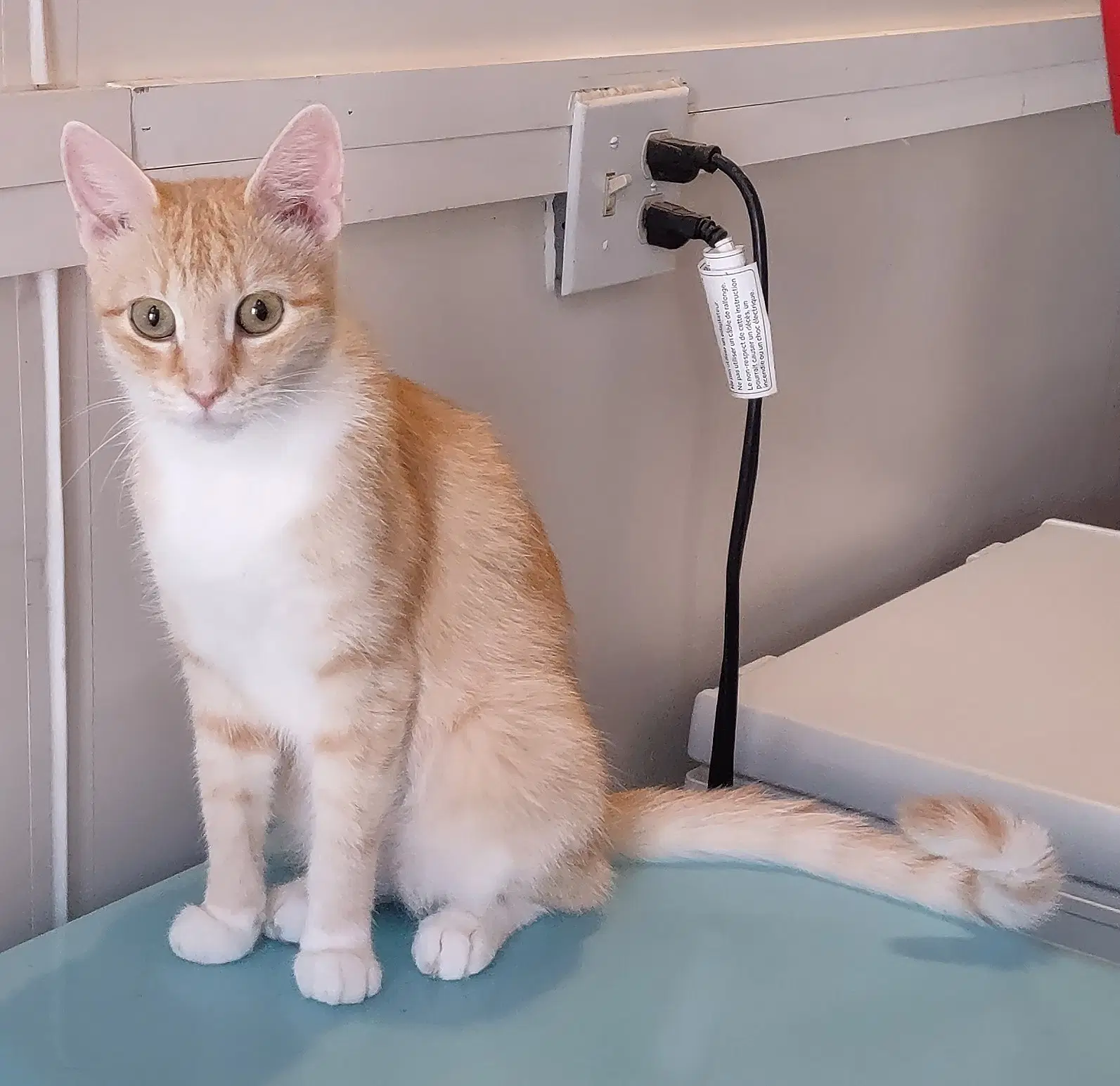Molly - Domestic Short Hair