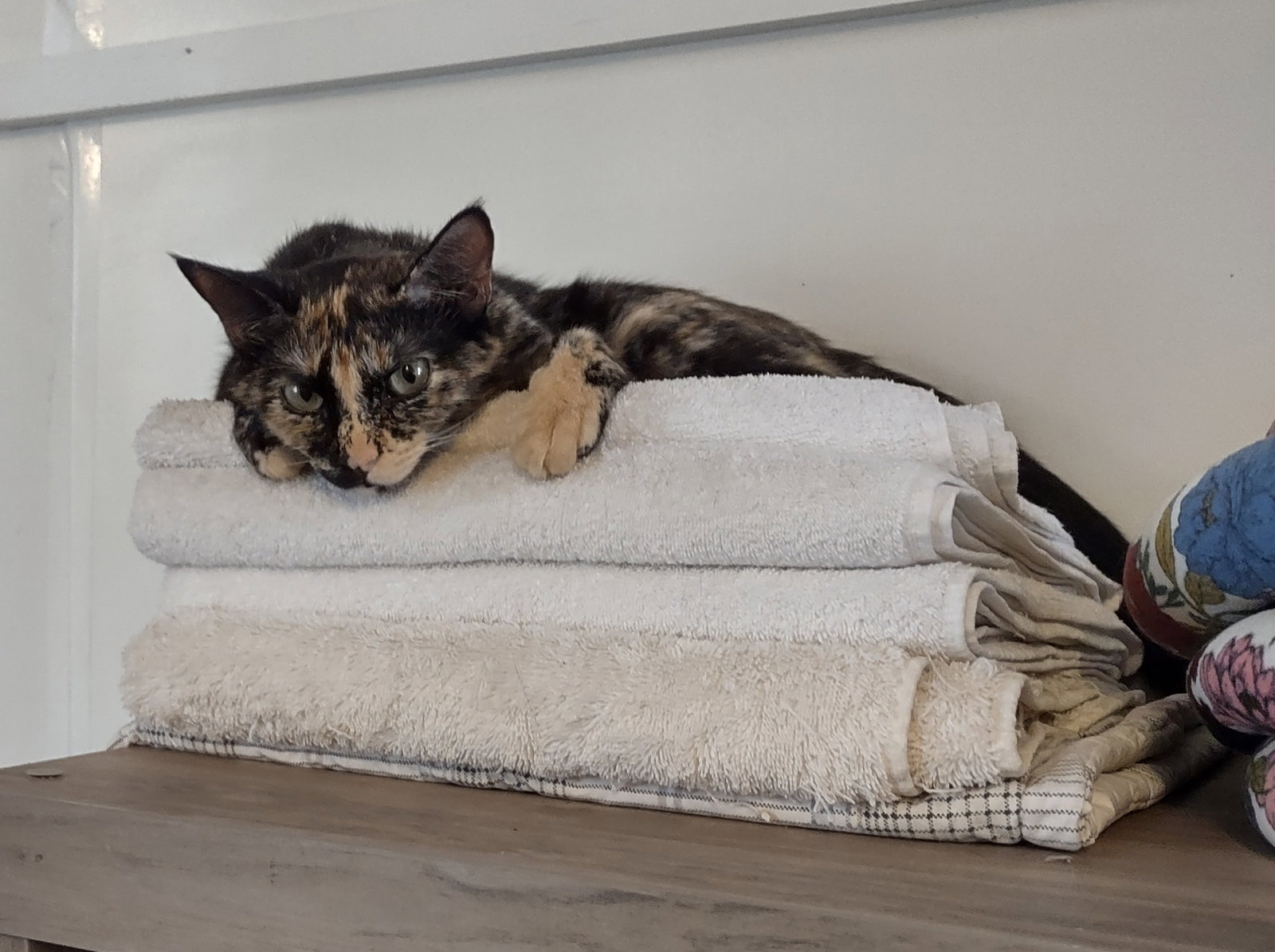 Reeva, Domestic Short Hair