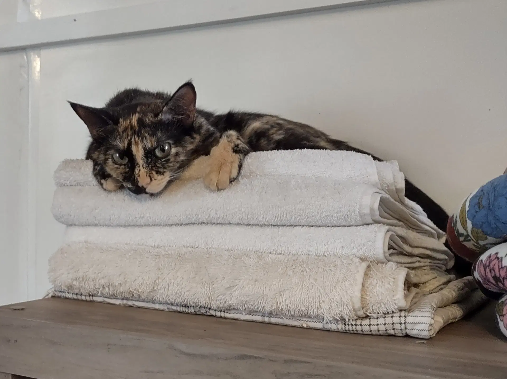 Reeva - Domestic Short Hair