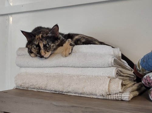picture of the cat needing adoption