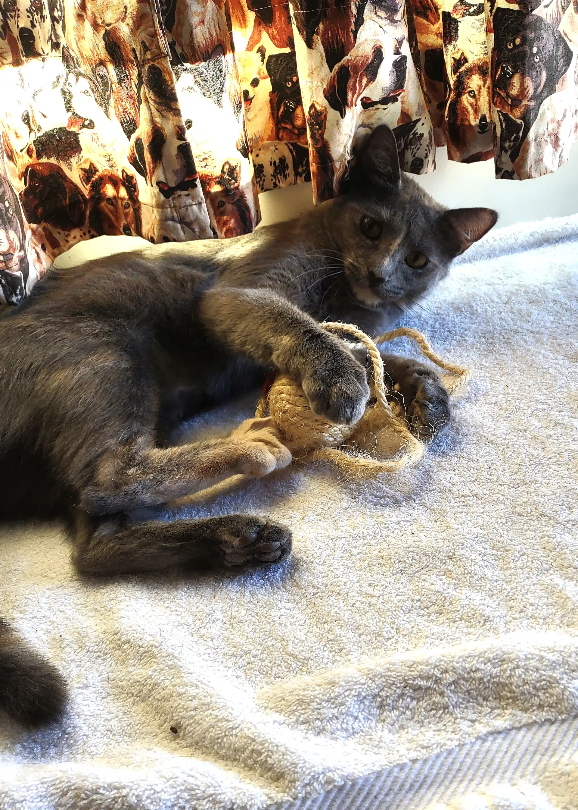 Sissy - Domestic Short Hair