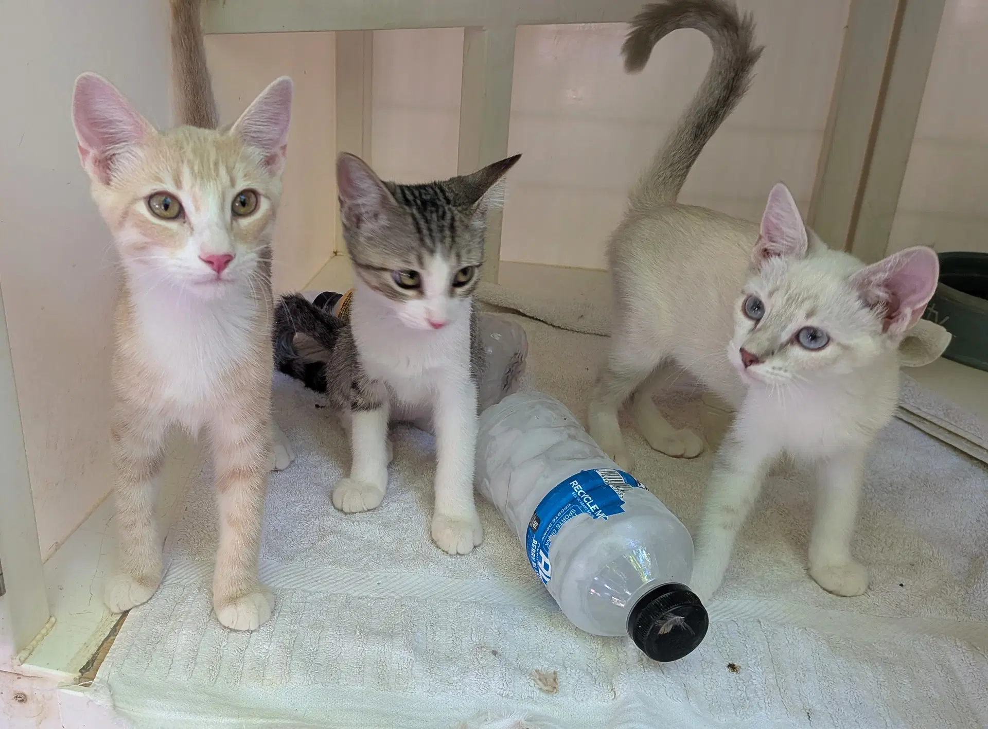 Reuben Ashlyn And Kimia - Domestic Medium Hair