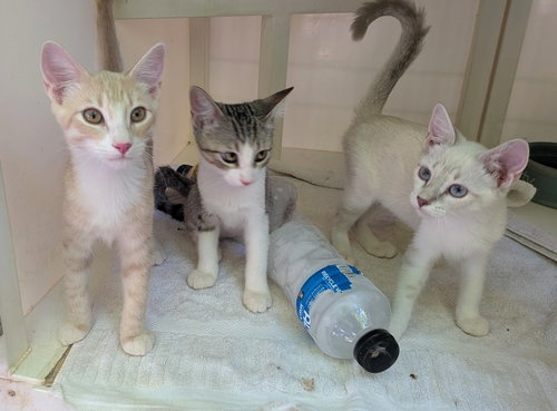 Reuben, Ashlyn and Kimia, a cat for adoption from For the Luv of Paws II, Inc.