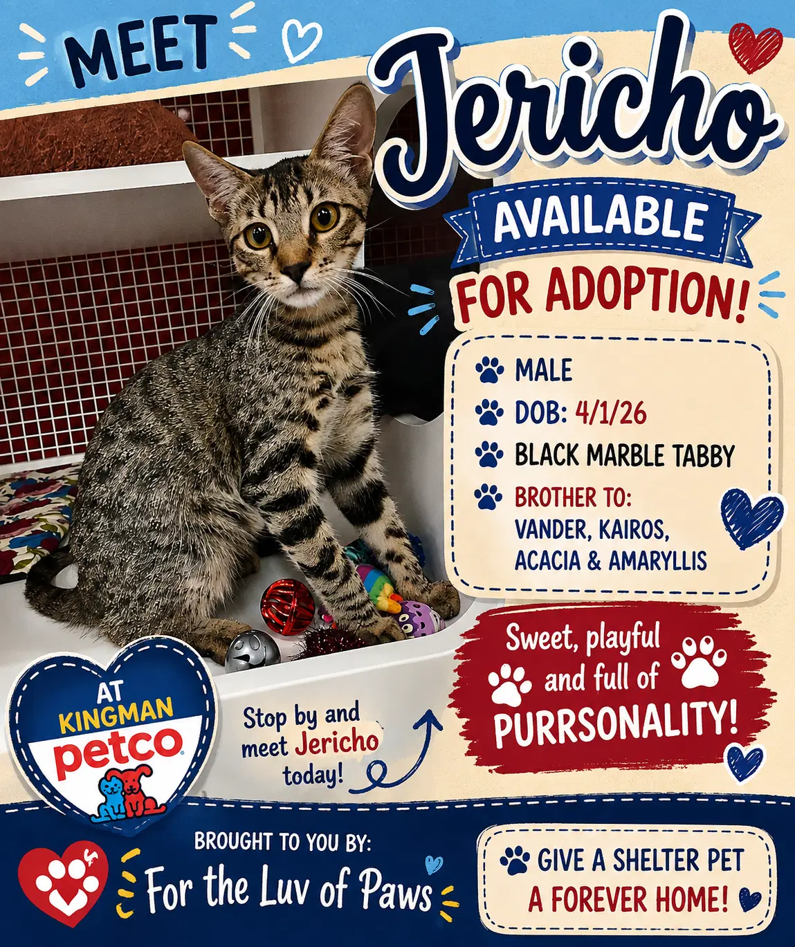 Jericho - Tabby