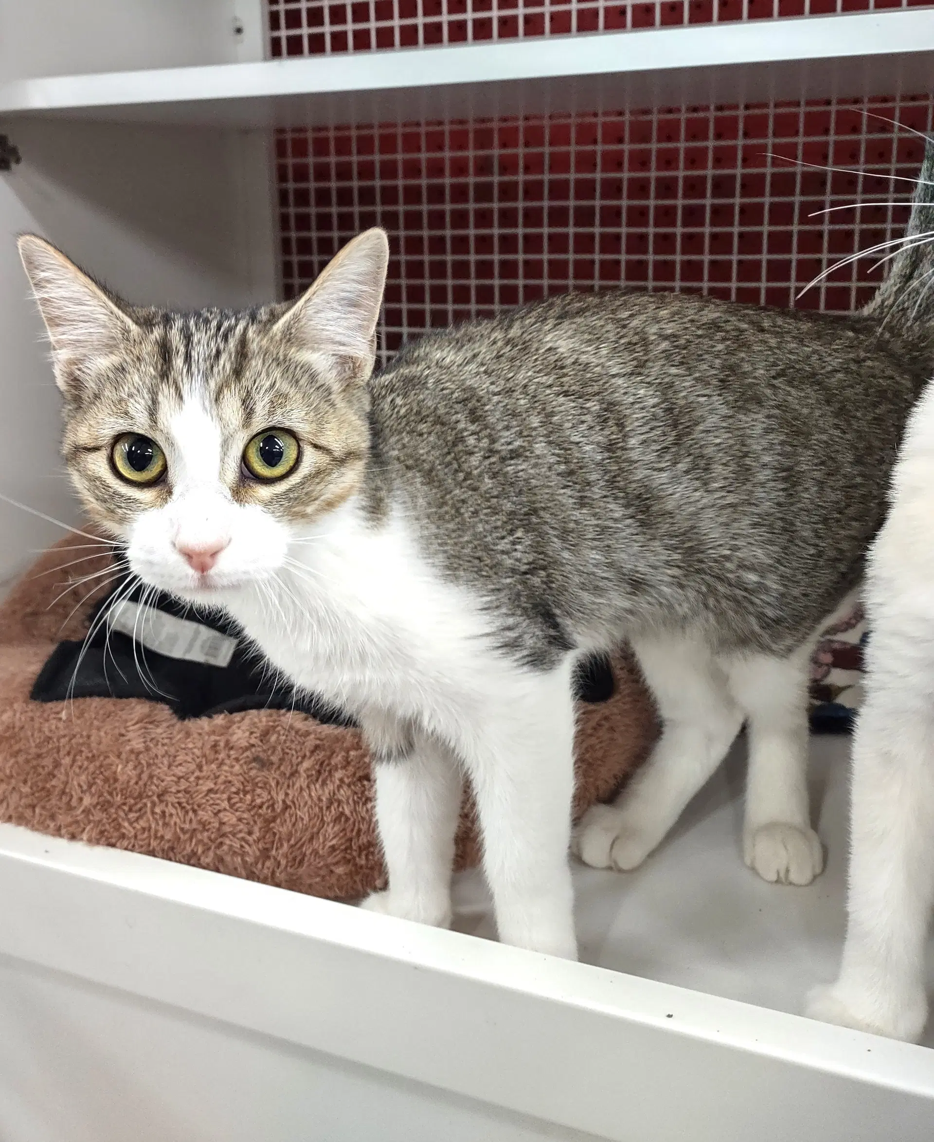 Ashlyn - Domestic Short Hair