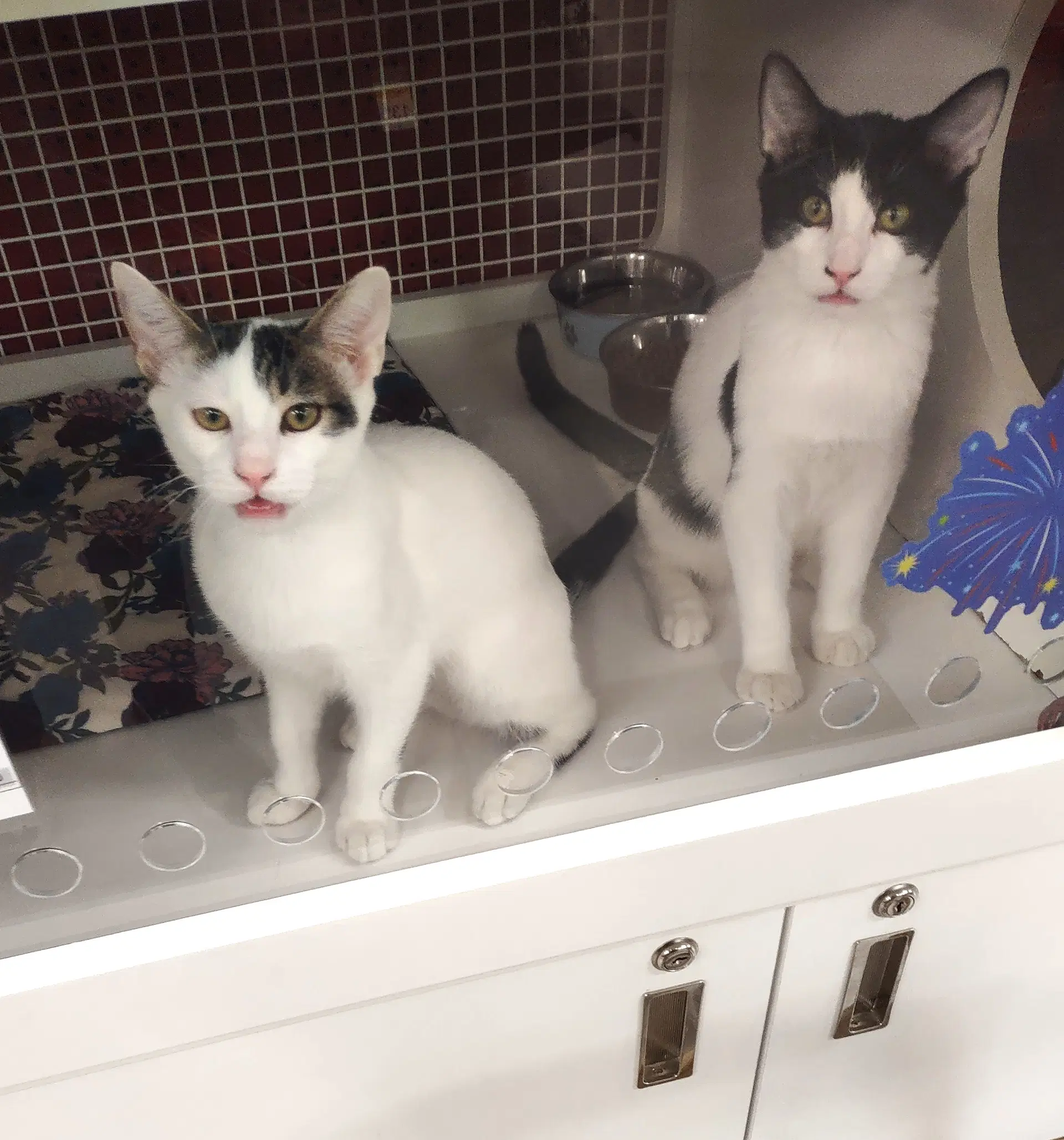 Enoch  Silas - Domestic Short Hair